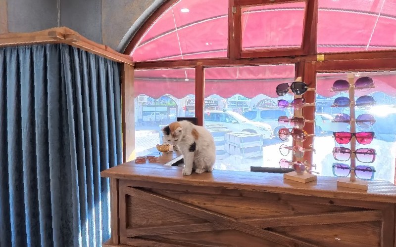 Gümrük Boutique mağaza içi: ahşap tezgâh, güneş gözlüğü standları ve tezgâhtaki kedi